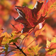 Illustration for article titled Shooting Challenge Fall Leaves Gallery 5
